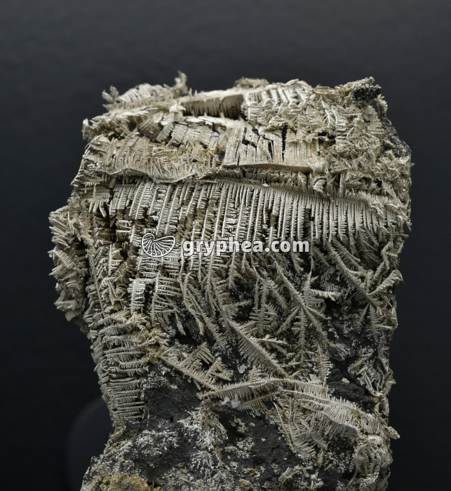 Argent natif (Erzgebirge, Saxe, Allemagne) - gryphea.com